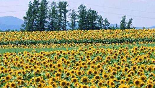 Sunflower long insects how to do, sunflower pest control/need to correct medication