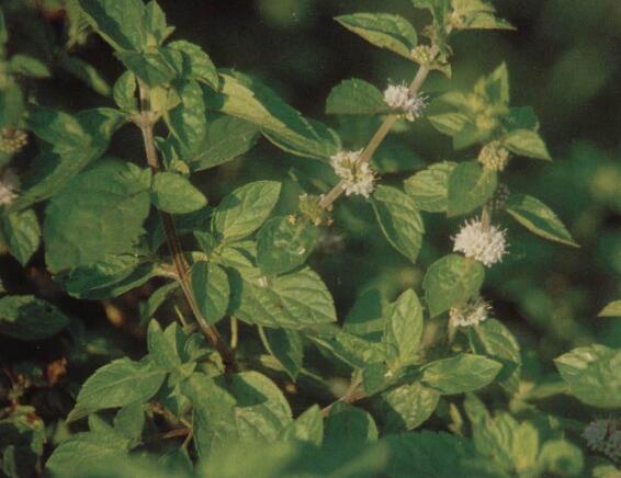 How to cut peppermint, the cutting method diagram / soil is very important.