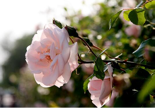 Fujimoto rose how to pull climbing vines, two aspects take you in-depth analysis