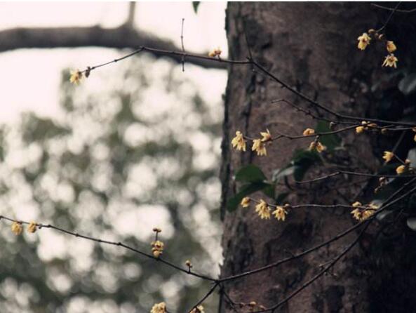 What about the long insects of plum blossoms? common diseases of plum blossoms and their control / 3 insect pests and 3 diseases