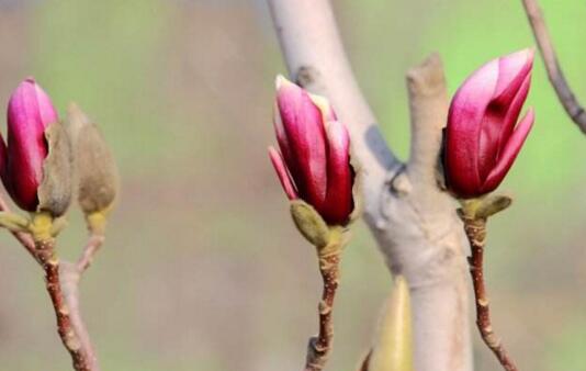 How to reproduce Magnolia Magnolia? the breeding method of Magnolia Magnolia / five methods can be used.