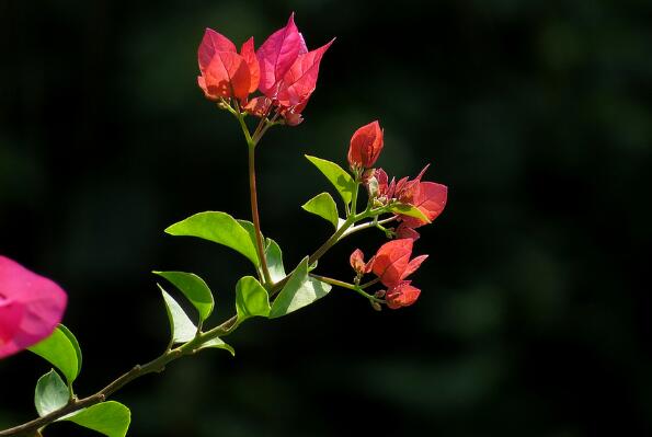 What about the long insects of triangular plum? pest control of triangular plum / 2 insect pests and 3 diseases