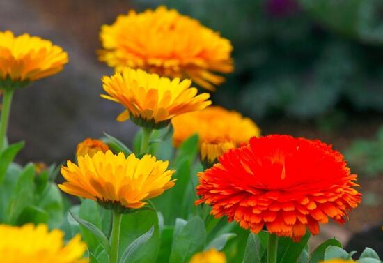 How to reproduce calendula? two propagation methods of marigold / sowing in autumn and flowering in winter