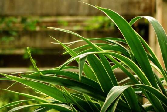 Phnom Penh hanging orchid leaf tip dry how to do, reasonable light / appropriate amount of water and fertilizer / change basin soil