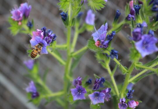 How to reproduce delphinium, what are the propagation methods / sowing / cutting