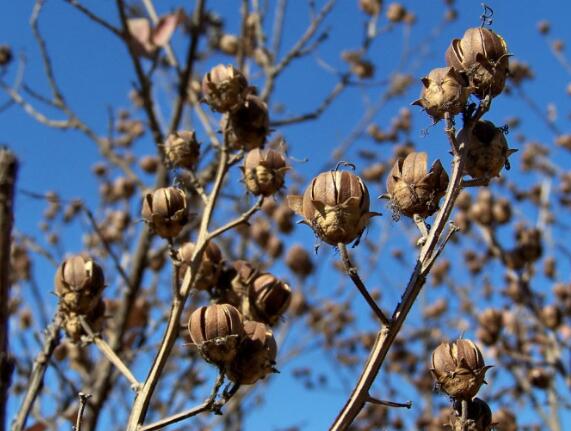 What about crape myrtle flower worms? control of crape myrtle diseases and insect pests / 3 insect pests and 2 diseases