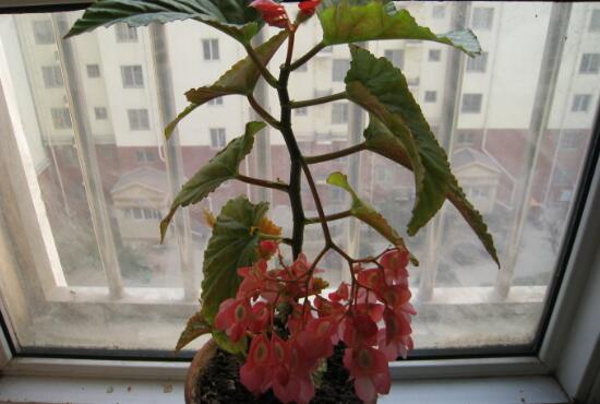 Glass begonia leaves yellowing how to do, 6 causes and solutions / light is the key