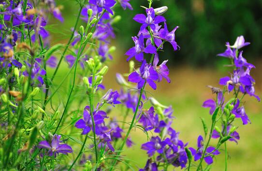 How to grow delphinium, the planting method and precautions / avoid stagnant water