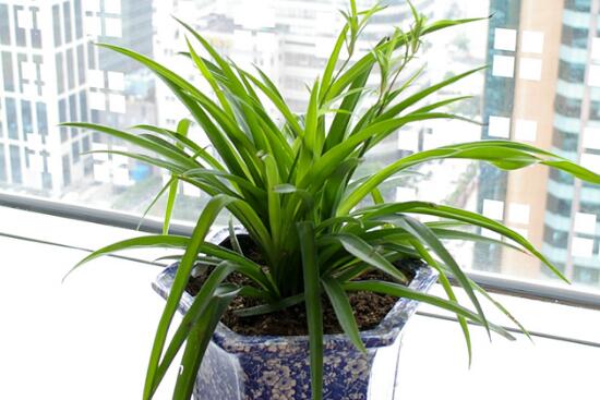 Why don't green-leaf orchids grow stems and leaves? more nitrogen, less potassium, less light is the key.