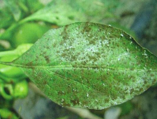 What about the long bugs of peppermint flowers? pest control of mint flowers / 2 insect pests 2 diseases