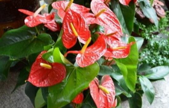 What to do with the growing insects of Anthurium andraeanum? prevention and control of common diseases and insect pests of Anthurium andraeanum / 8 methods