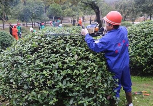 How to trim holly, how to trim holly balls / pay attention to maintenance after cutting