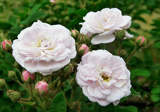 How to raise Fujimoto rose, breeding methods and precautions / sufficient light of Fujimoto rose