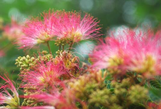 How to breed albizia flower, how to breed albizia flower/sowing propagation/cutting propagation