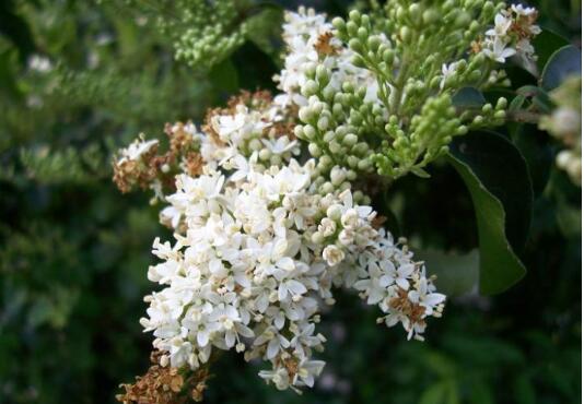 Is the lobular privet poisonous? can the lobular privet be cultivated indoors / non-toxic can be raised indoors?