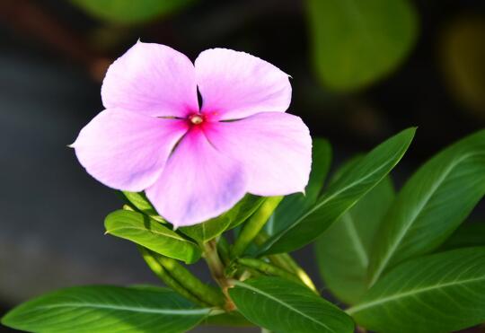 How to cut Catharanthus roseus, the cutting method / cuttage selection of Catharanthus roseus is very important.