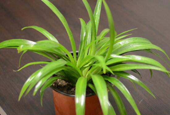 How can the green leaf orchid grow quickly, reasonable water and fertilizer / suitable light and temperature