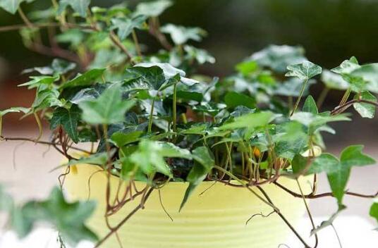 How to propagate ivy, the propagation method of ivy / the steps of ivy cuttage