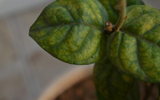 What to do with the growing insects of jasmine flowers? pest control of potted jasmine / 3 major insect pests