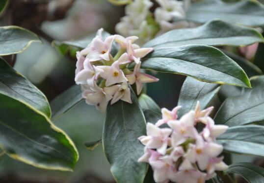 How to raise Phnom Penh Ruixiang in summer, how to raise Phnom Penh Ruixiang in winter / summer shade / winter temperature control