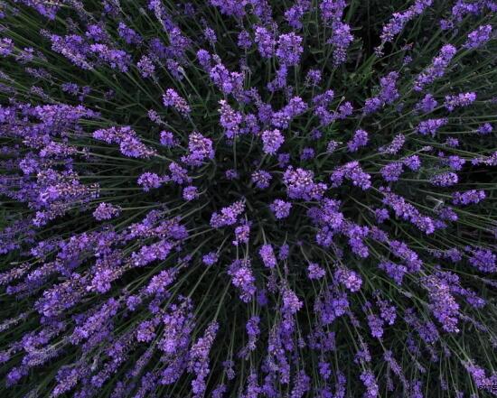 What about potted lavender worms? lavender pest control (spraying insecticide)