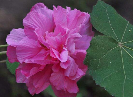 What if the hibiscus flower has worms? the disease and pest control of the hibiscus flower.