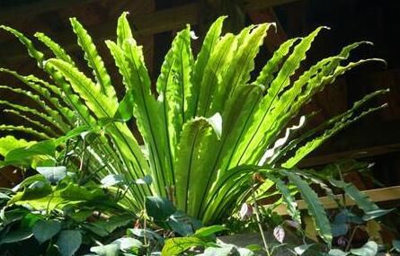 How to deal with the yellowing of bird's nest fern leaves? four reasons need to be understood / attached.