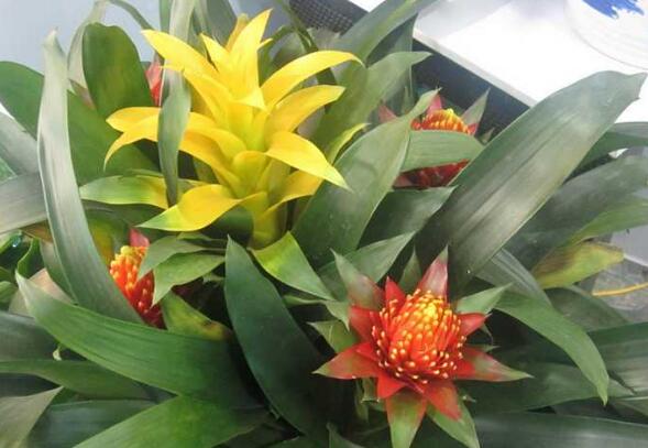 What about the insects growing in the pineapple flower? pest control of the pineapple flower / 3 insect pests and 3 diseases