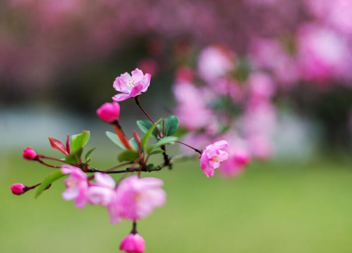 How to propagate crabapple flowers, propagation methods and precautions / cutting / sowing of crabapple flowers