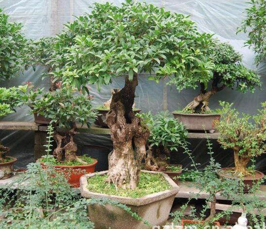 Propagation method of potted sweet-scented osmanthus, cuttings rooting and transplanting into flowerpots (the simplest propagation method)