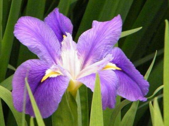 How to reproduce Iris, the method of propagation / sowing / ramet of Iris