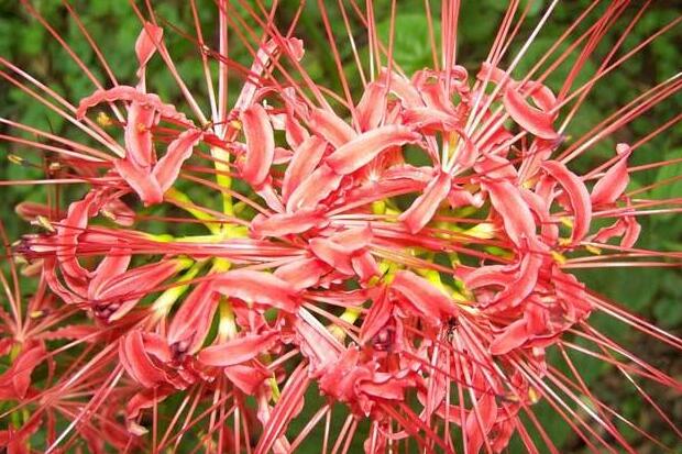 The breeding method of the other shore flower, master 4 points to make the other bank flower full house / change ten pots in one pot.