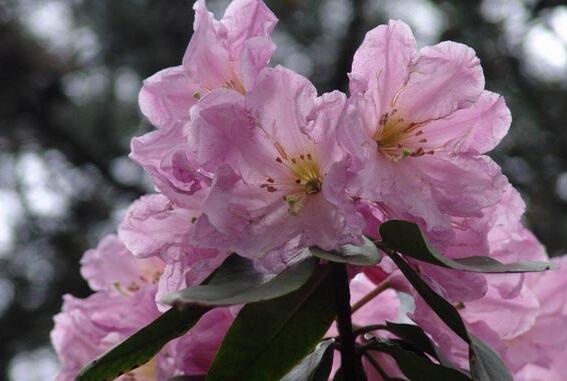 How to reproduce rhododendron, the cutting propagation method of rhododendron / the high survival rate of flowering in the following year.