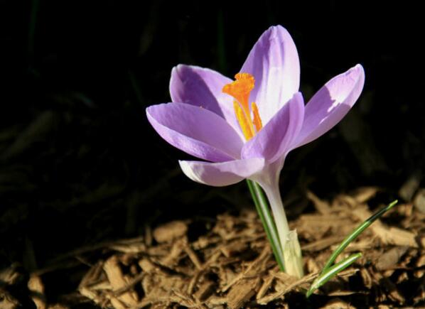 How to reproduce saffron? two methods of propagation / bulb / sowing of saffron