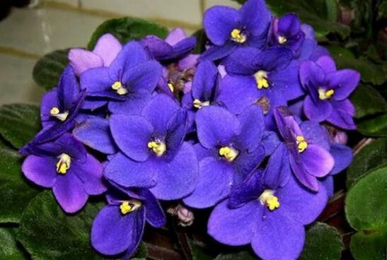 How to reproduce violets, the method of propagation / sowing and flowering of violets is better