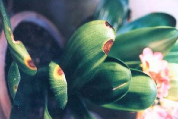 What to do with the growing insects of Cymbidium? pest control of Orchid / three insect pests and four diseases