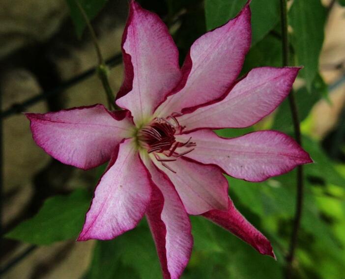 How to propagate Clematis, the method of propagation / sowing / cutting / ramet of Clematis