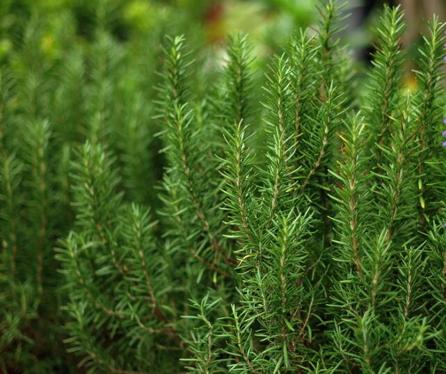 Can rosemary be cut? the propagation method of rosemary / can be cut