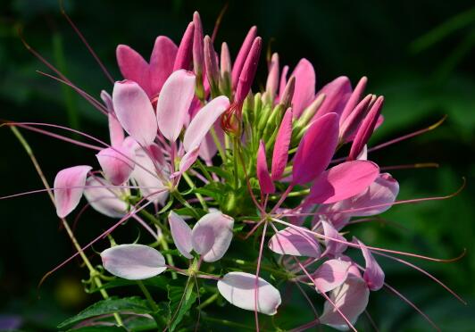 How to water and fertilize the drunken butterfly flower, control the amount of water to avoid stagnant water / fertilizer dilution before application