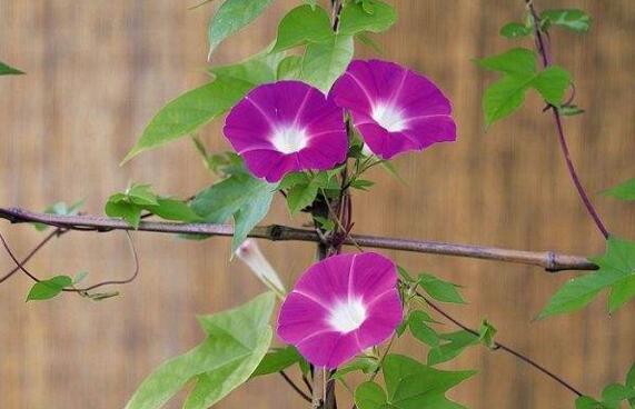 What should we do when morning glory grows? the common diseases and insect pests of morning glory / aphids do great harm.