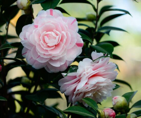 The propagation method of potted camellia, cutting rooting and then soil culture (the simplest propagation method)