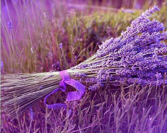 The propagation method of lavender, cutting oblique cuttage in water and then soil culture (survival rate 100%)