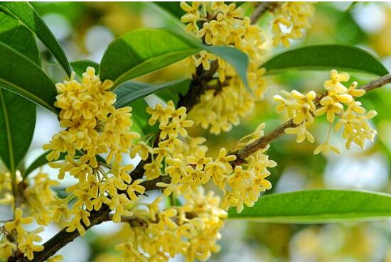 What about the growing insects of sweet-scented osmanthus in potted plants? control of diseases and insect pests of sweet-scented osmanthus (spraying for different diseases and insect pests)