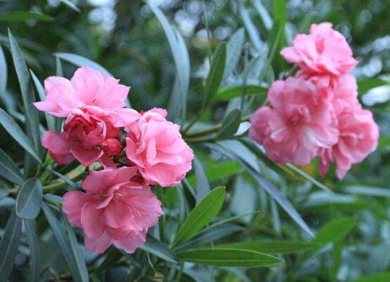 How to propagate oleander, two propagation methods of oleander / high survival rate of cuttage in spring