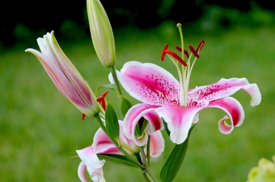 How to raise perfume lilies, the breeding methods and precautions / water of perfume lilies should not be too much.