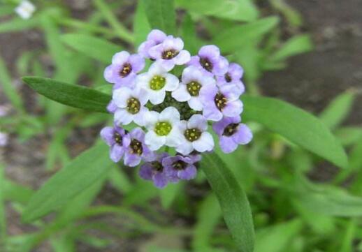 How to transplant fragrant snowballs, time spring / substrate selection / pot planting / late maintenance