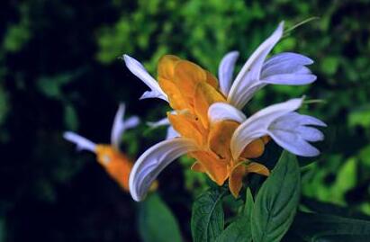 How to water the golden bracts, the water quality should be clean / not too much / well drained in the rainy season