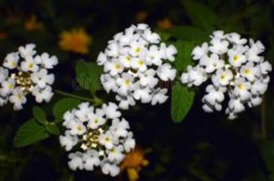 What to do when the leaves of fragrant snowballs become dry? knowing four techniques can prevent the leaves from becoming dry and scorched.