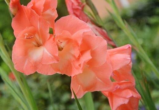 How to raise Gladiolus, the breeding methods and precautions / sufficient light of Gladiolus