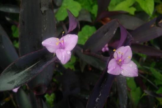 The efficacy and function of purple duck foot grass, bright ornamental branches and leaves / medicinal can cure all kinds of diseases.